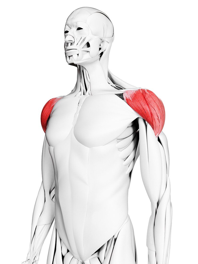 Deltoid muscle, illustration