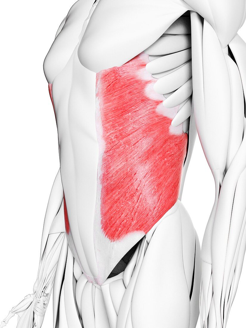 External oblique muscle, illustration