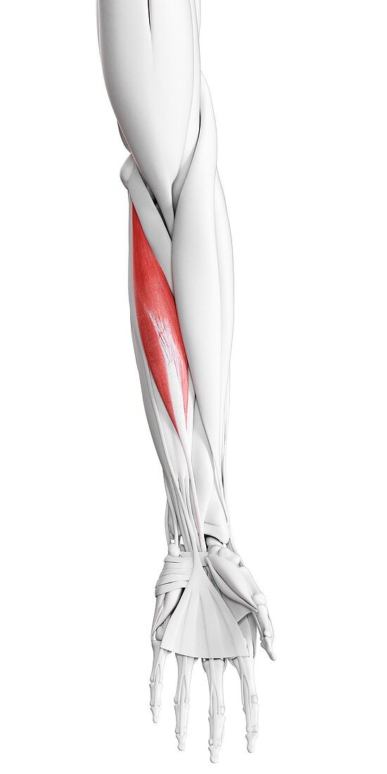 Flexor carpi radialis muscle, illustration