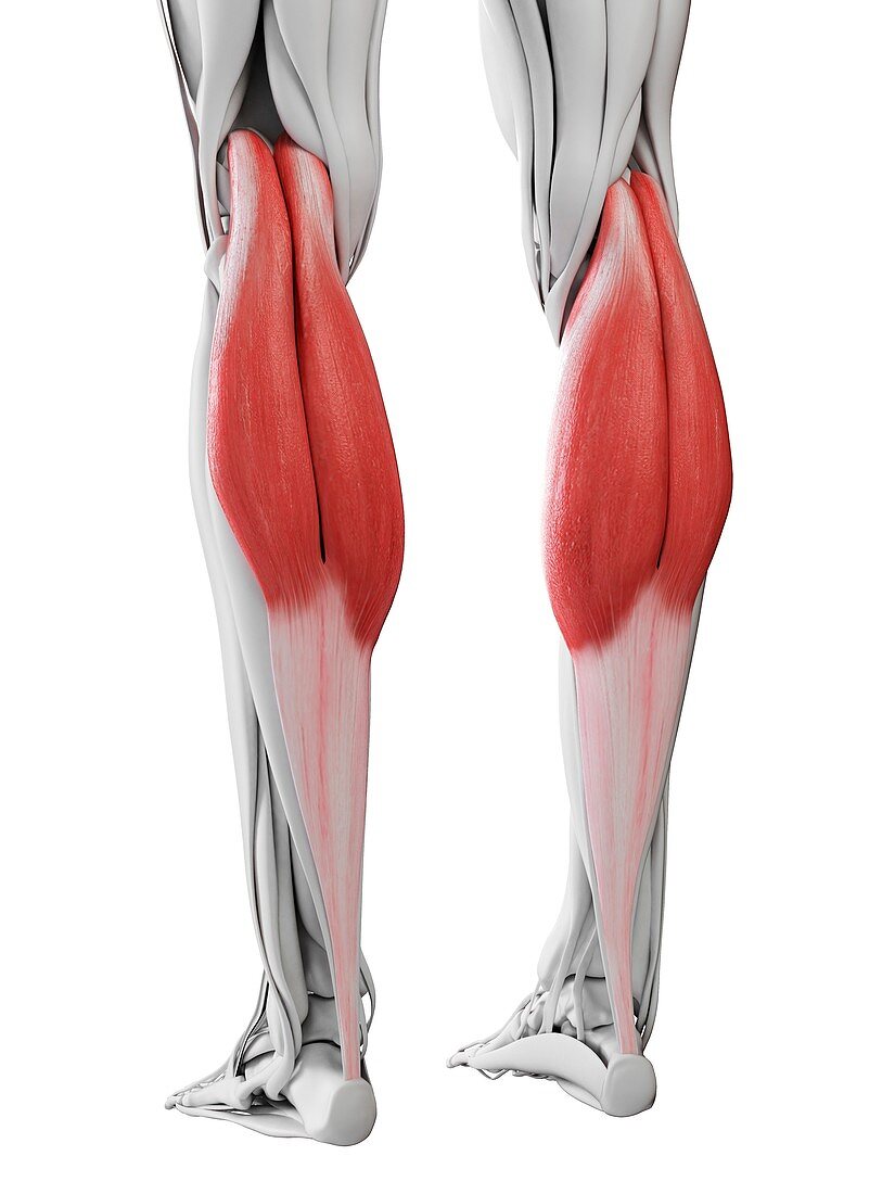 Gastrocnemius muscle, illustration
