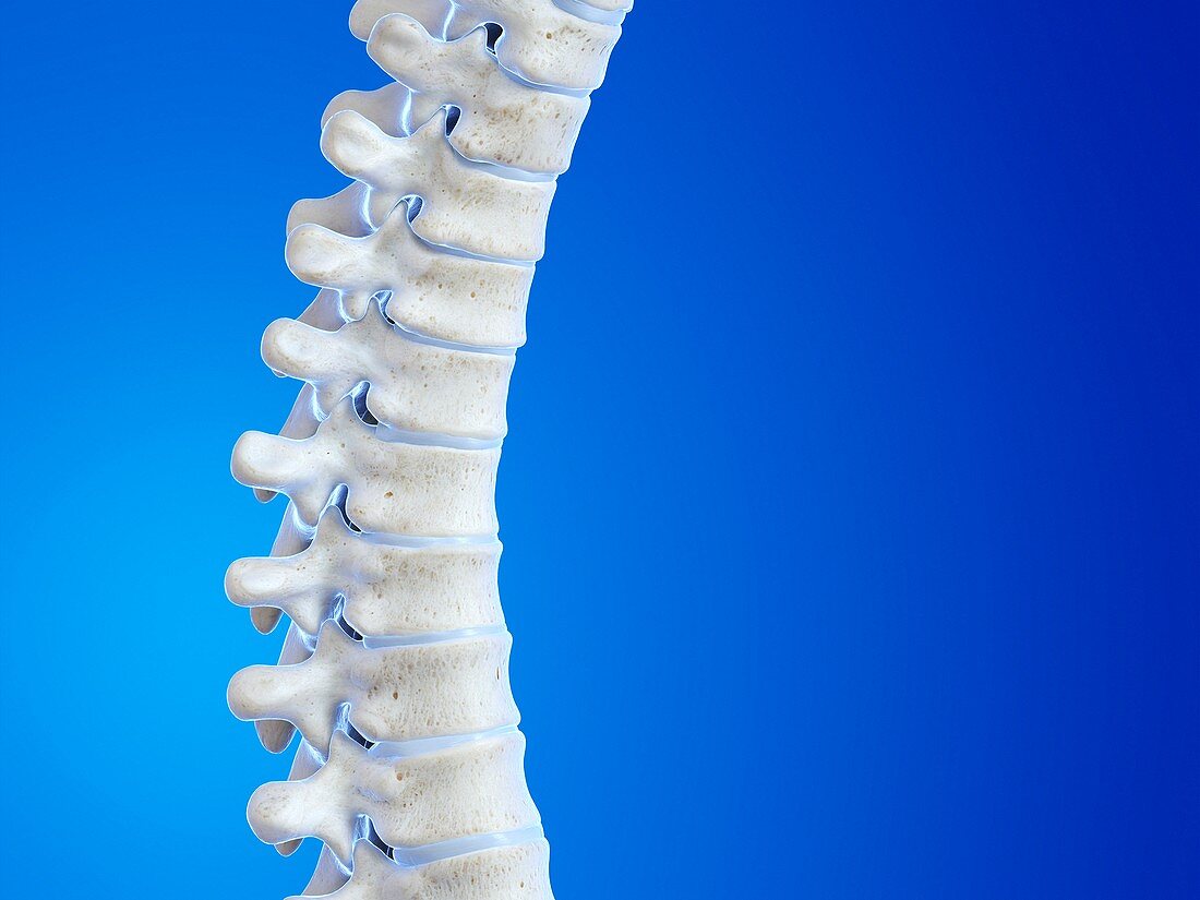 Human spine, illustration