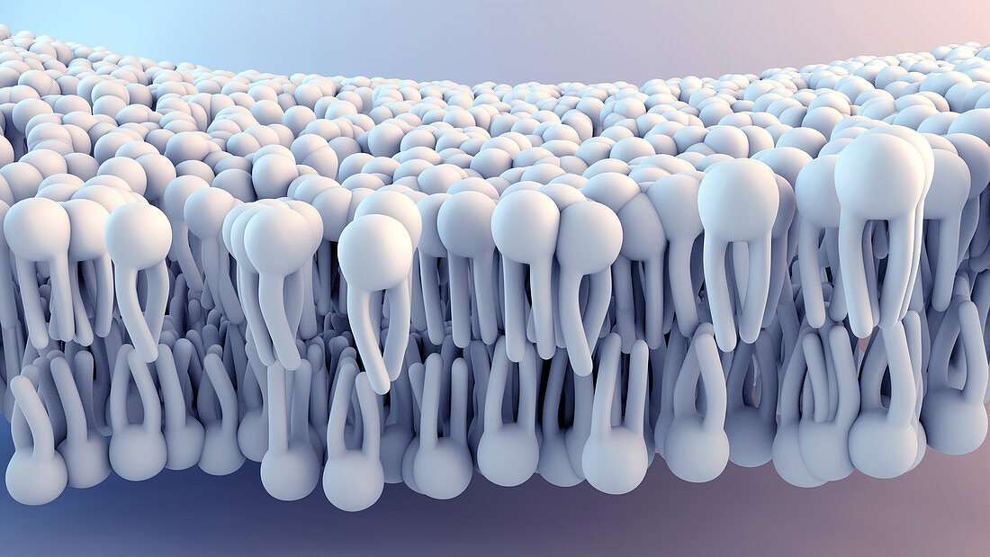 Cell membrane, illustration