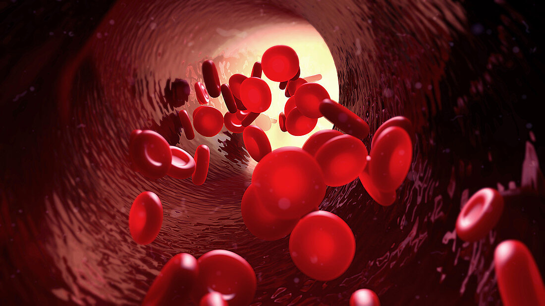 Red blood cells, illustration