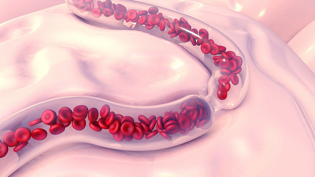 Red blood cells, illustration