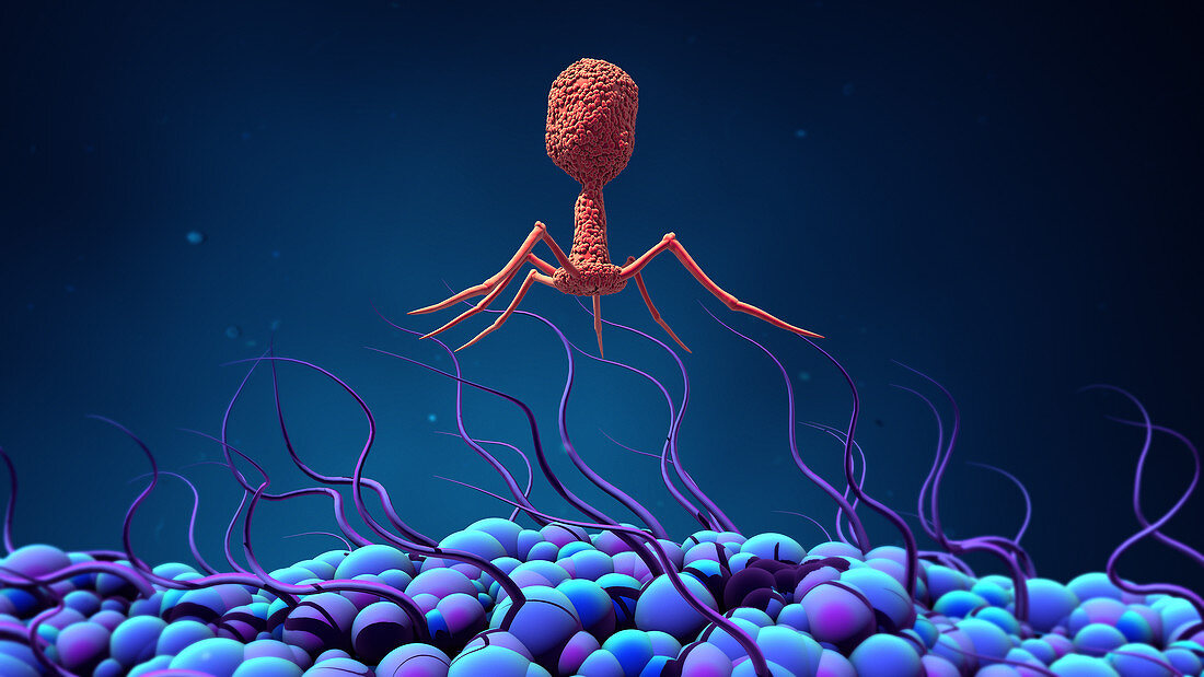 Bacteriophage infecting bacterium, illustration