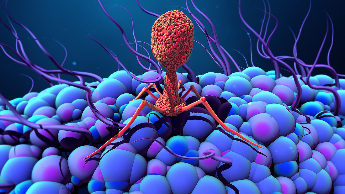 Bacteriophage infecting bacterium, illustration