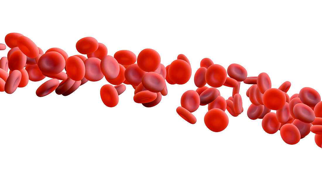 Red blood cells, illustration