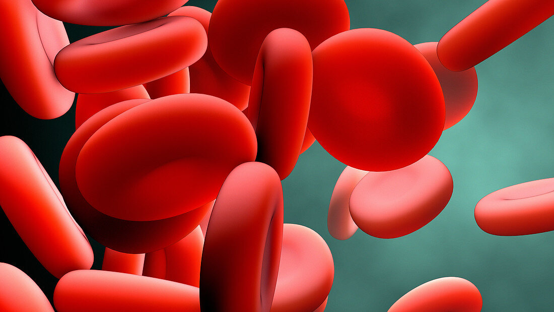 Red blood cells, illustration