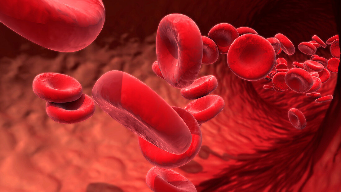 Red blood cells, illustration