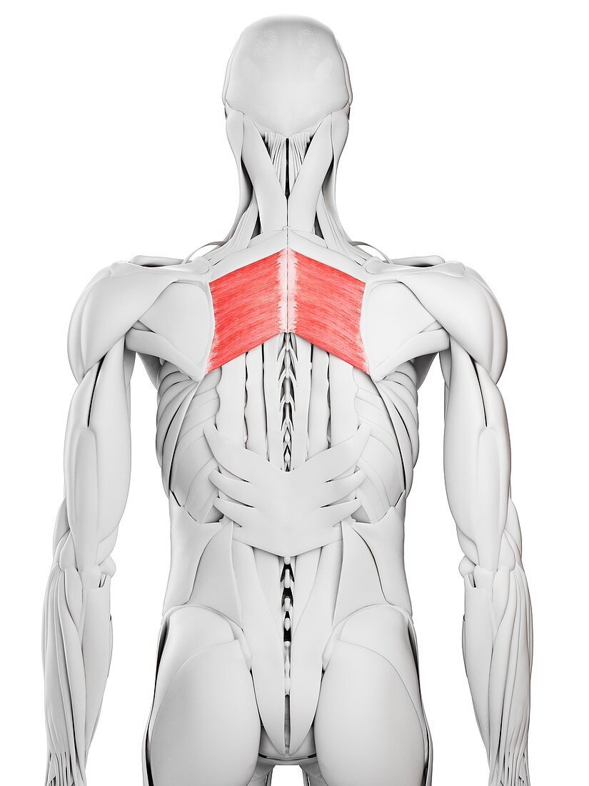 Rhomboid major muscle, illustration
