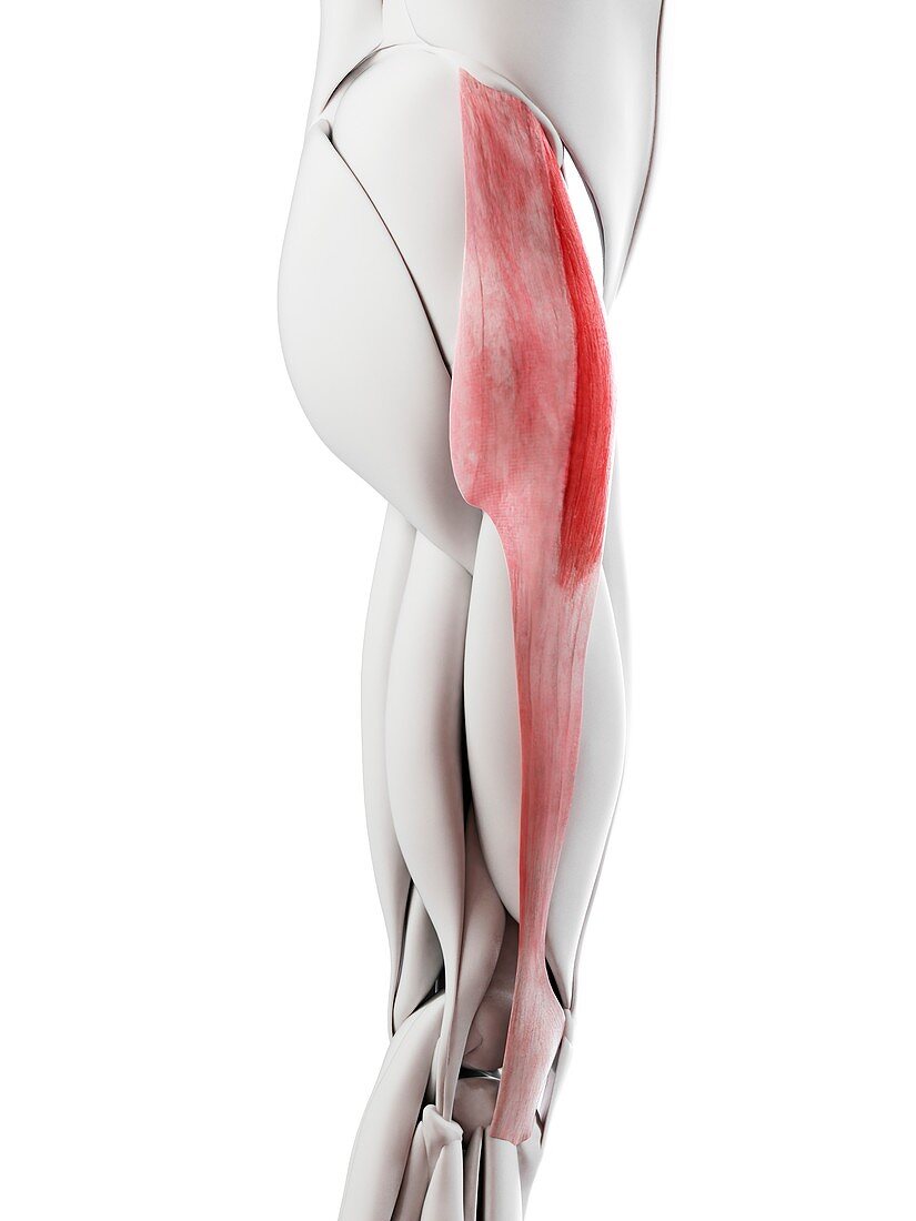 Tensor fascia lata muscle, illustration