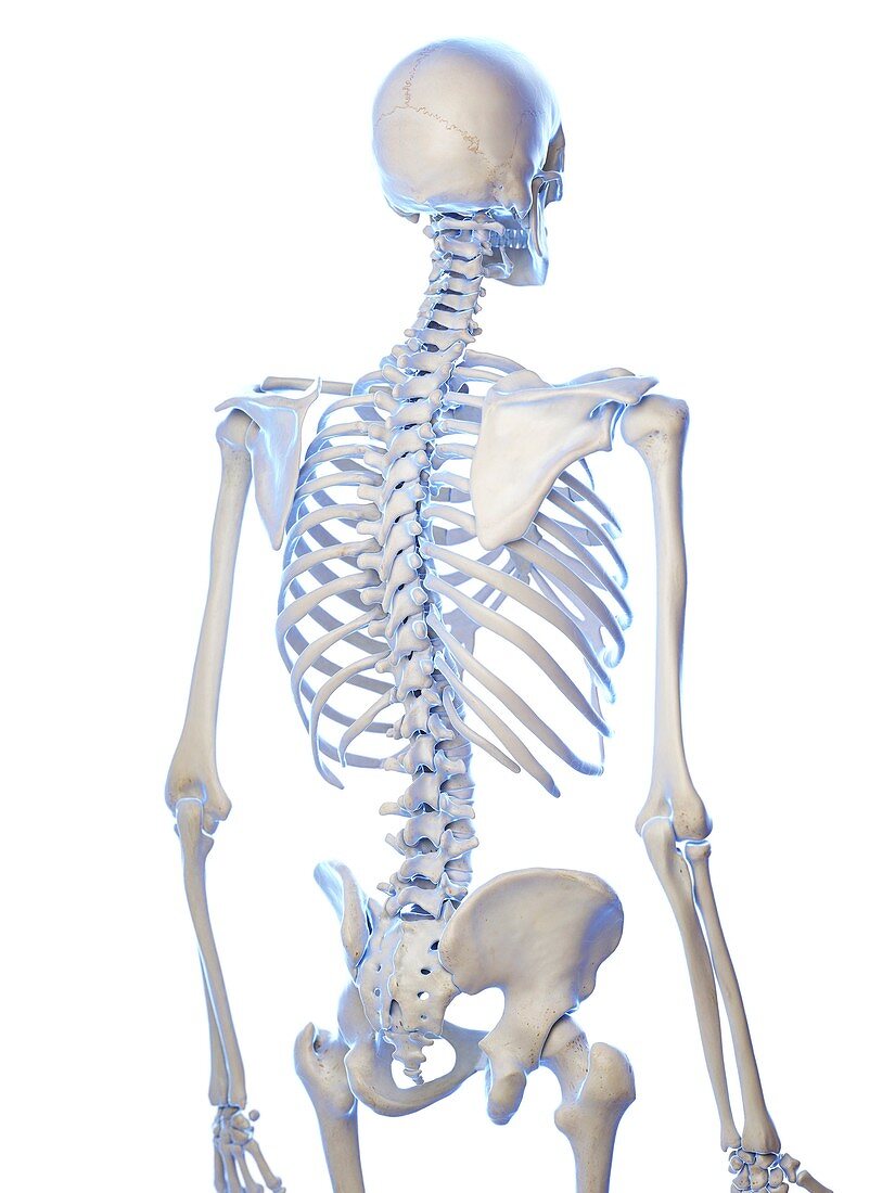 Thorax bones, illustration