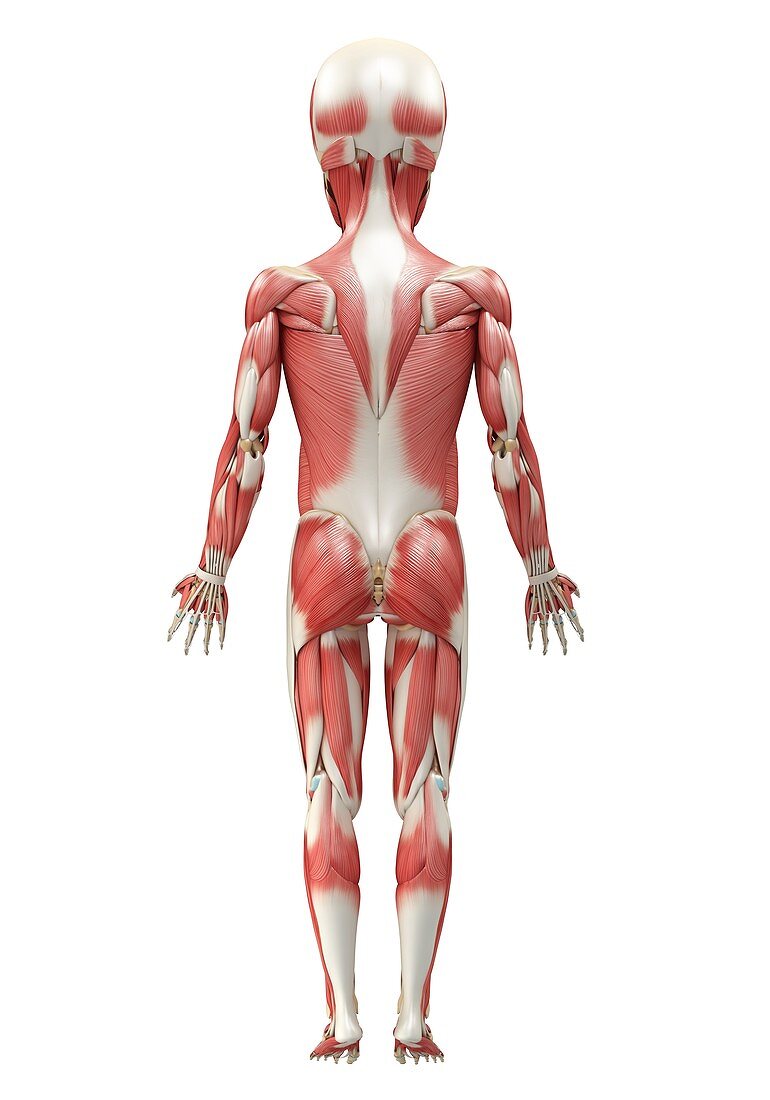 Child's muscular system, illustration