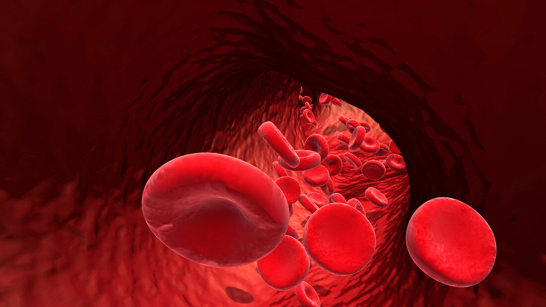 Red blood cells, illustration