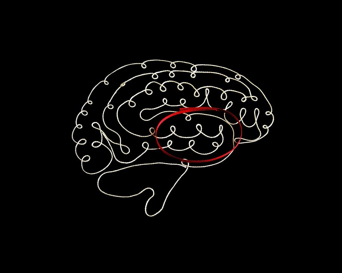 Brain's CBGTC loop, conceptual image