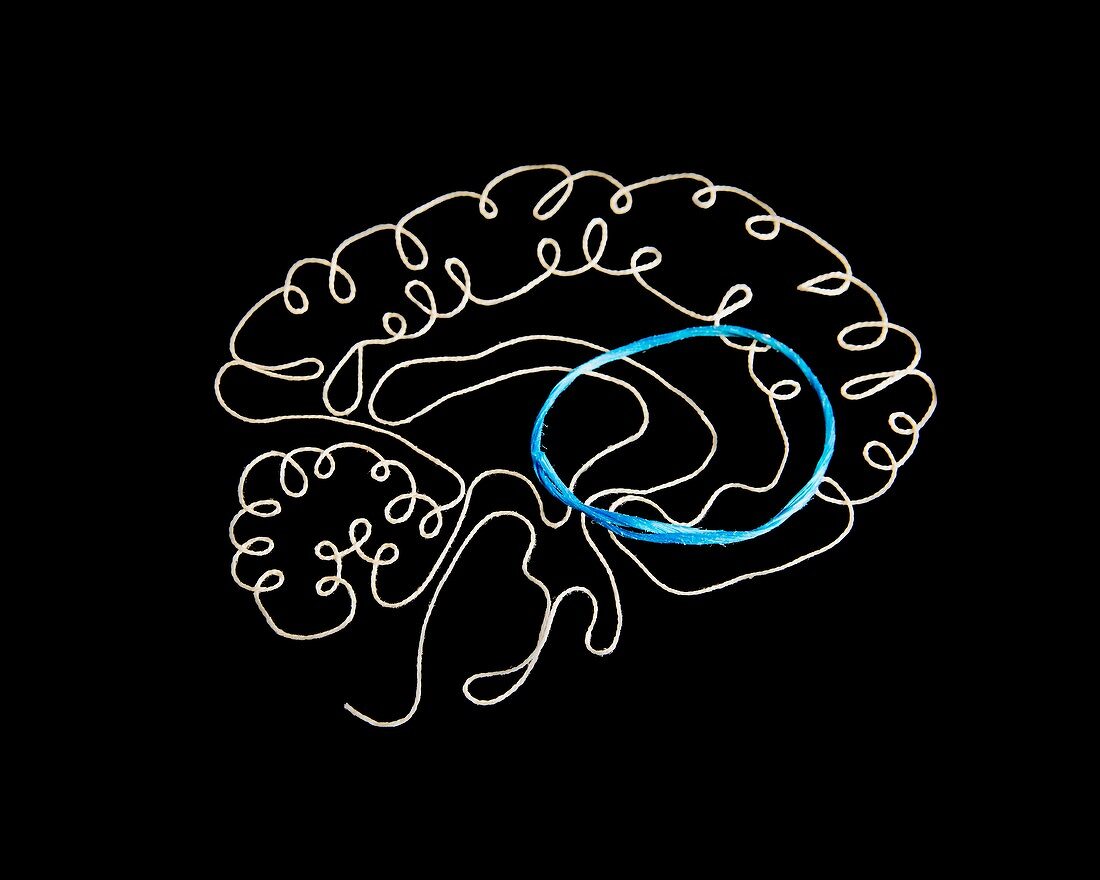 Brain's CBGTC loop, conceptual image