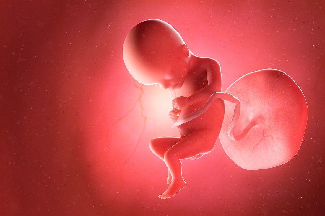 Fetus at week 17, illustration