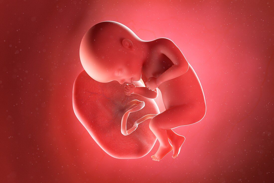 Fetus at week 27, illustration