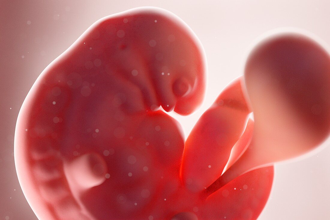 Fetus at week 6, illustration