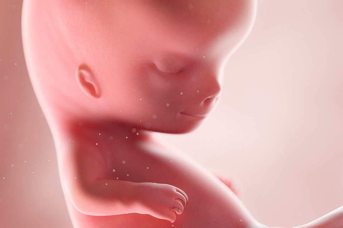 Fetus at week 10, illustration