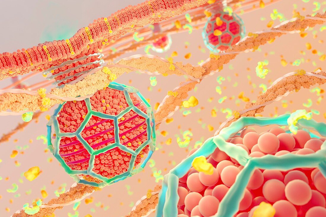 Clathrin-coated vesicle budding from membrane, illustration