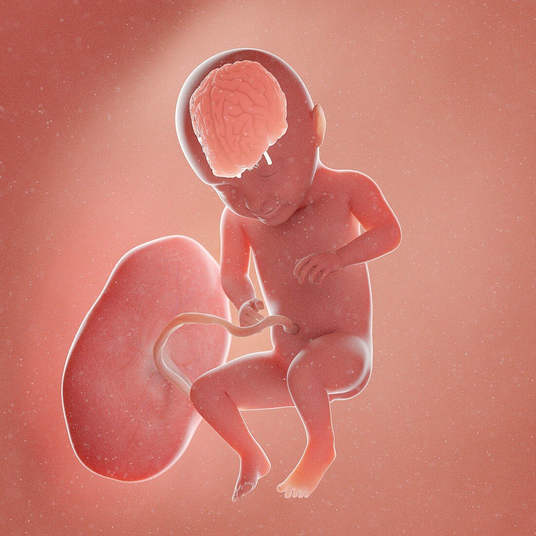 Fetal brain, illustration