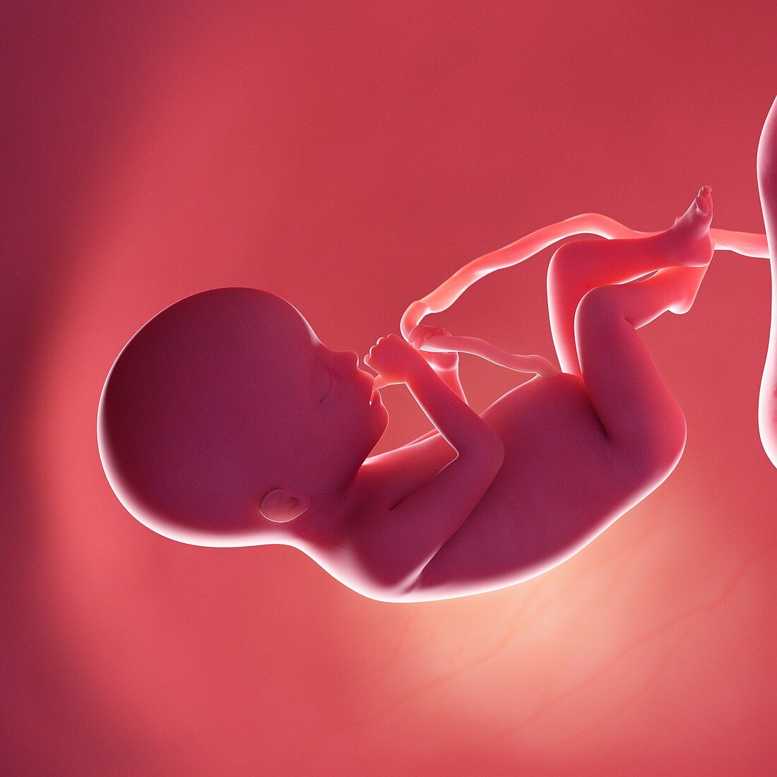 Fetus at week 20, illustration