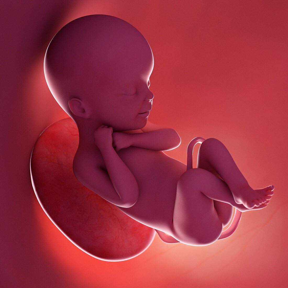 Fetus at week 24, illustration
