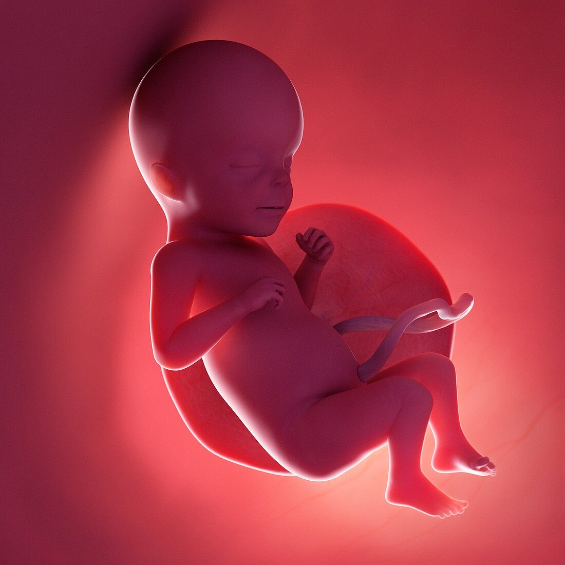 Fetus at week 26, illustration