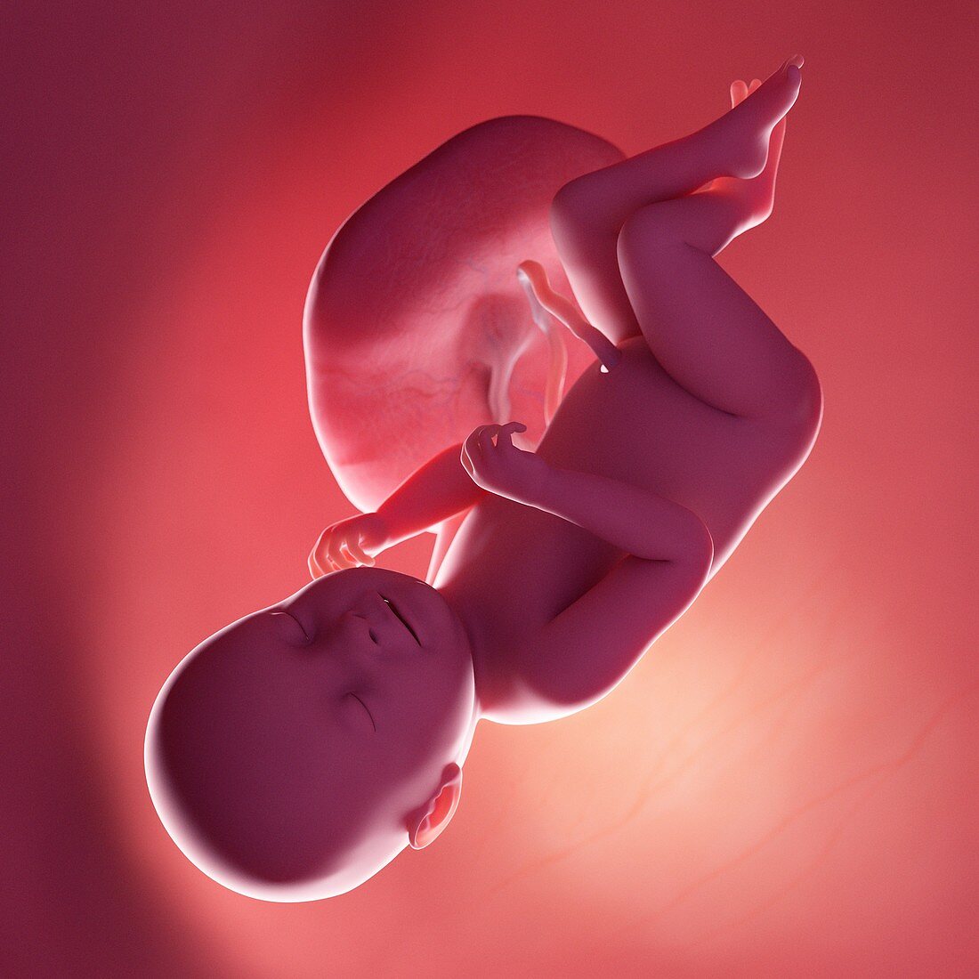 Fetus at week 38, illustration
