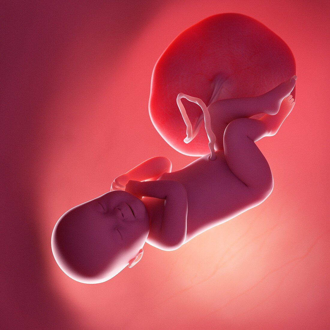 Fetus at week 40, illustration