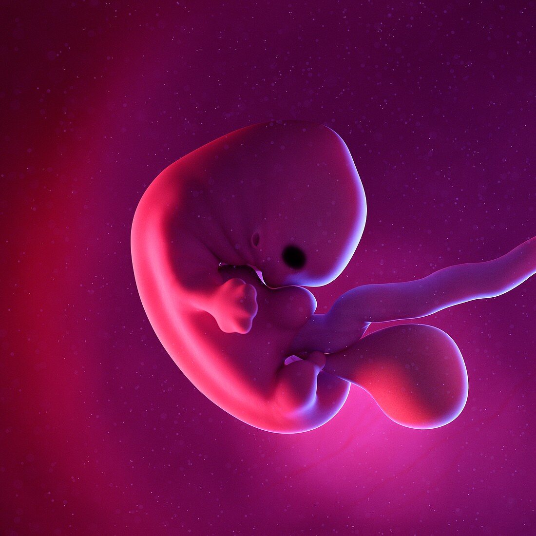 Fetus at week 7, illustration