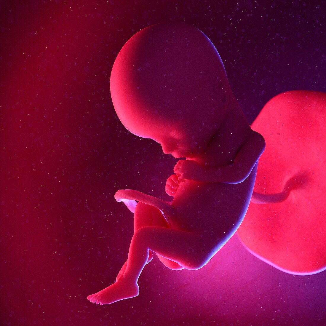 Fetus, illustration