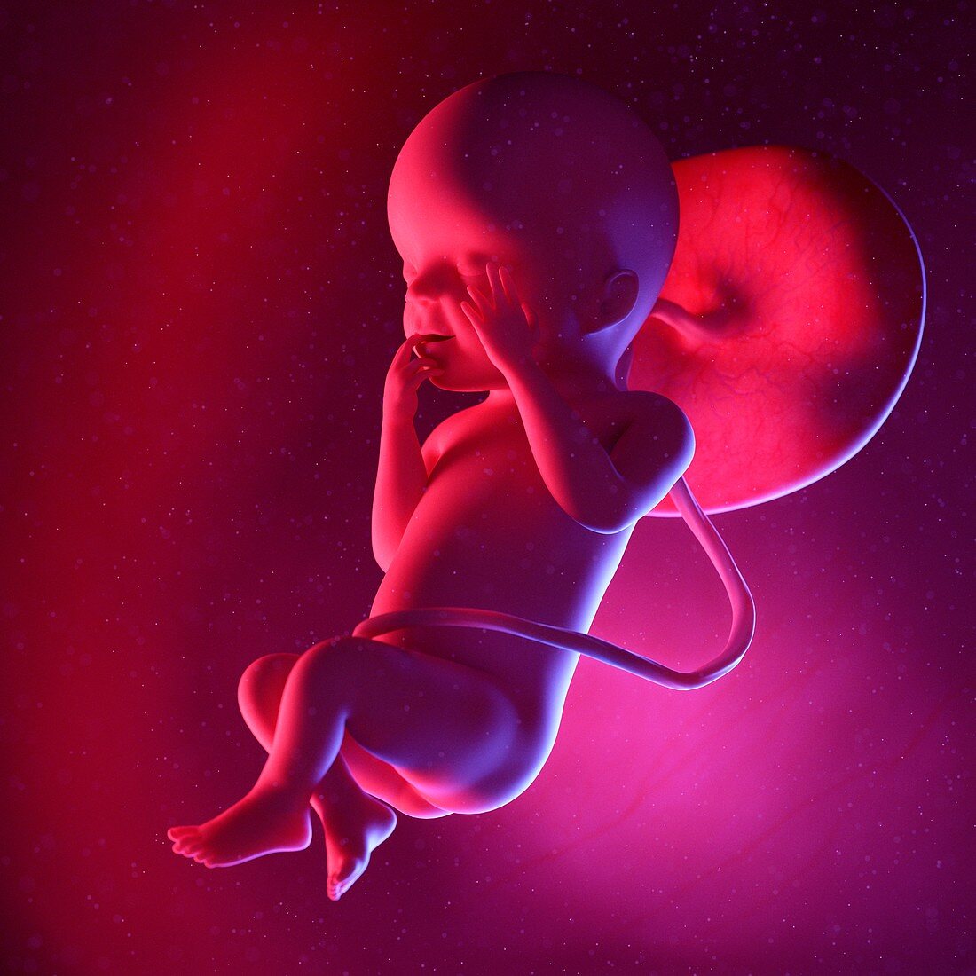 Fetus at week 23, illustration