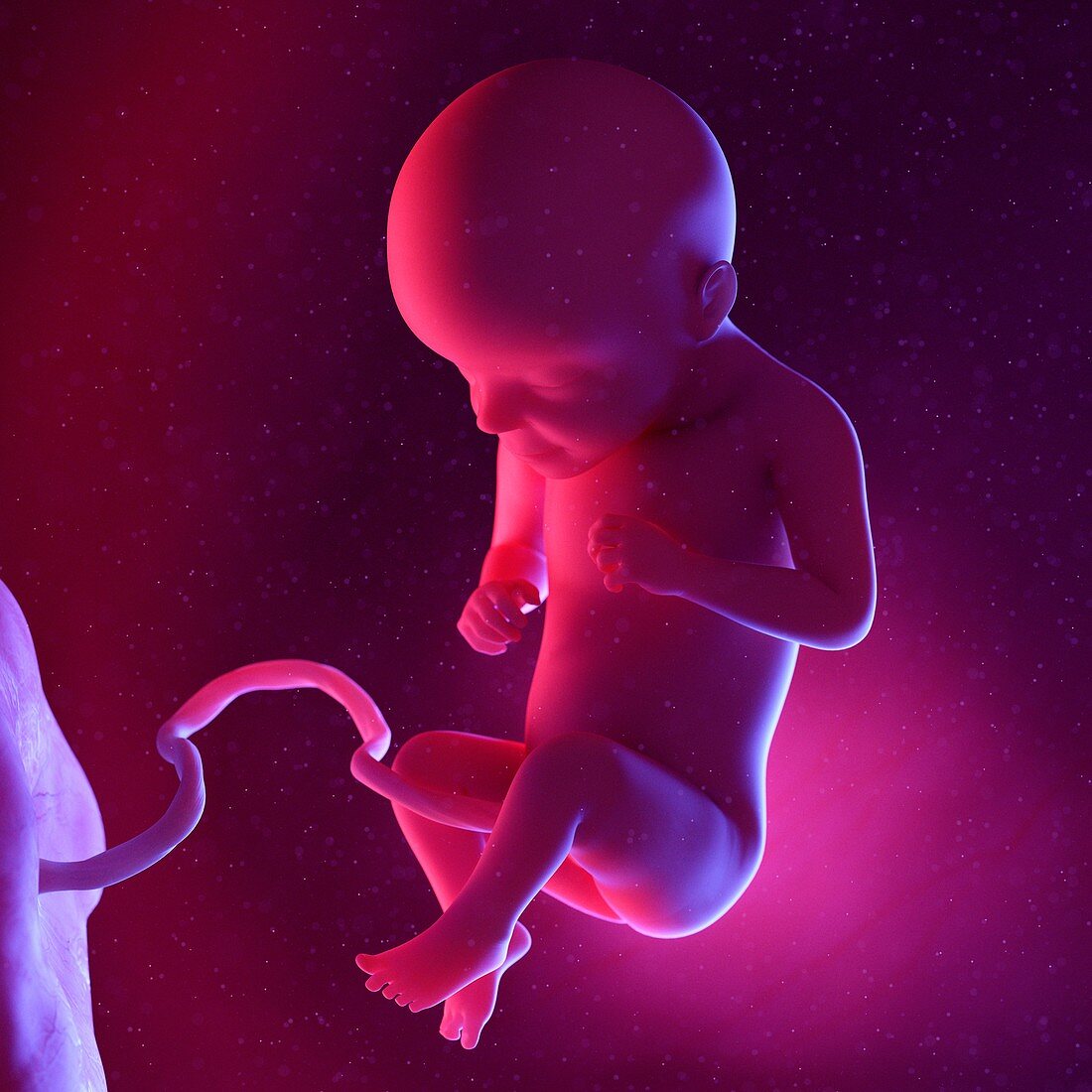 Fetus at week 29, illustration