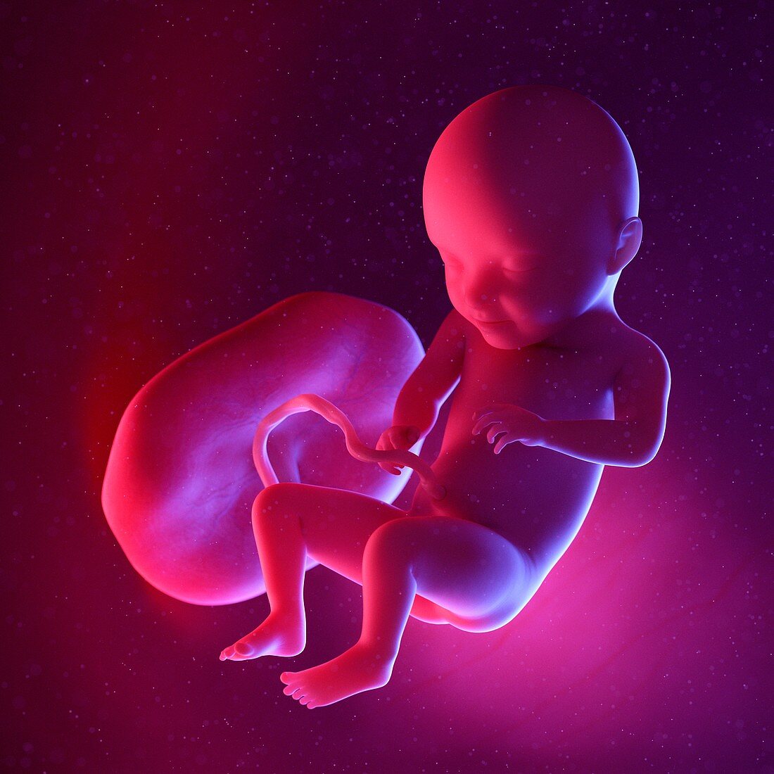 Fetus at week 31, illustration