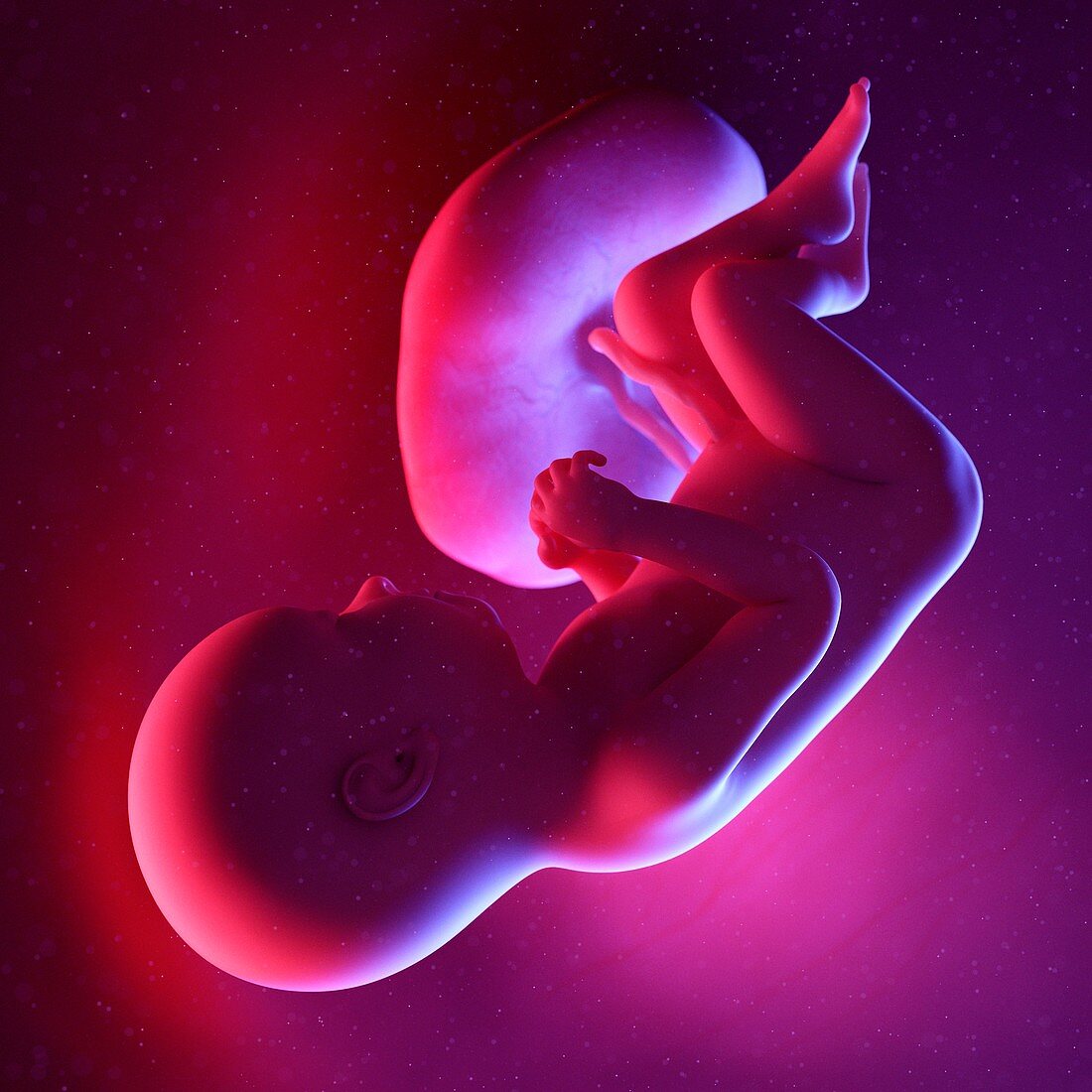 Fetus at week 37, illustration