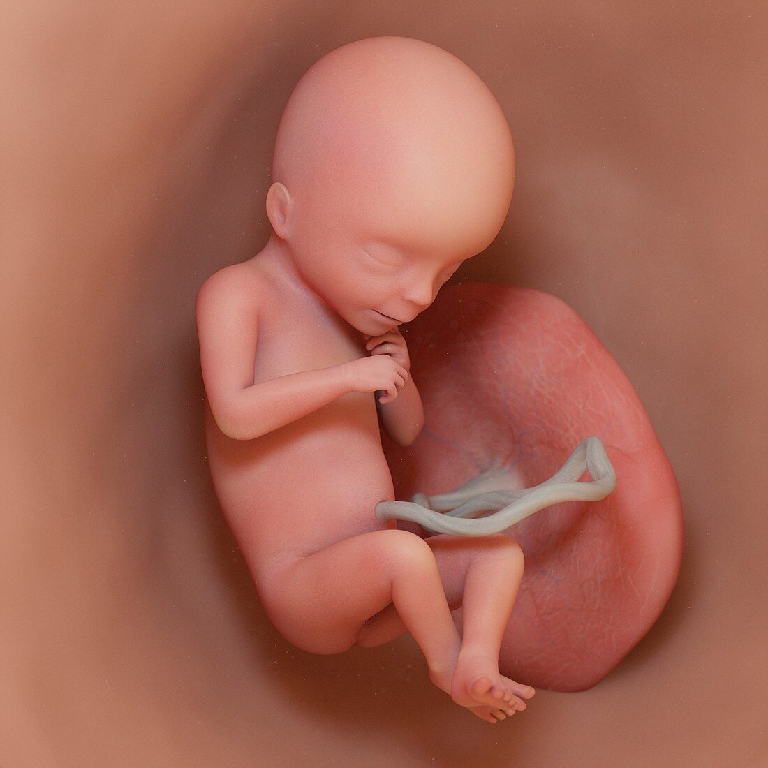 Fetus at week 18, illustration