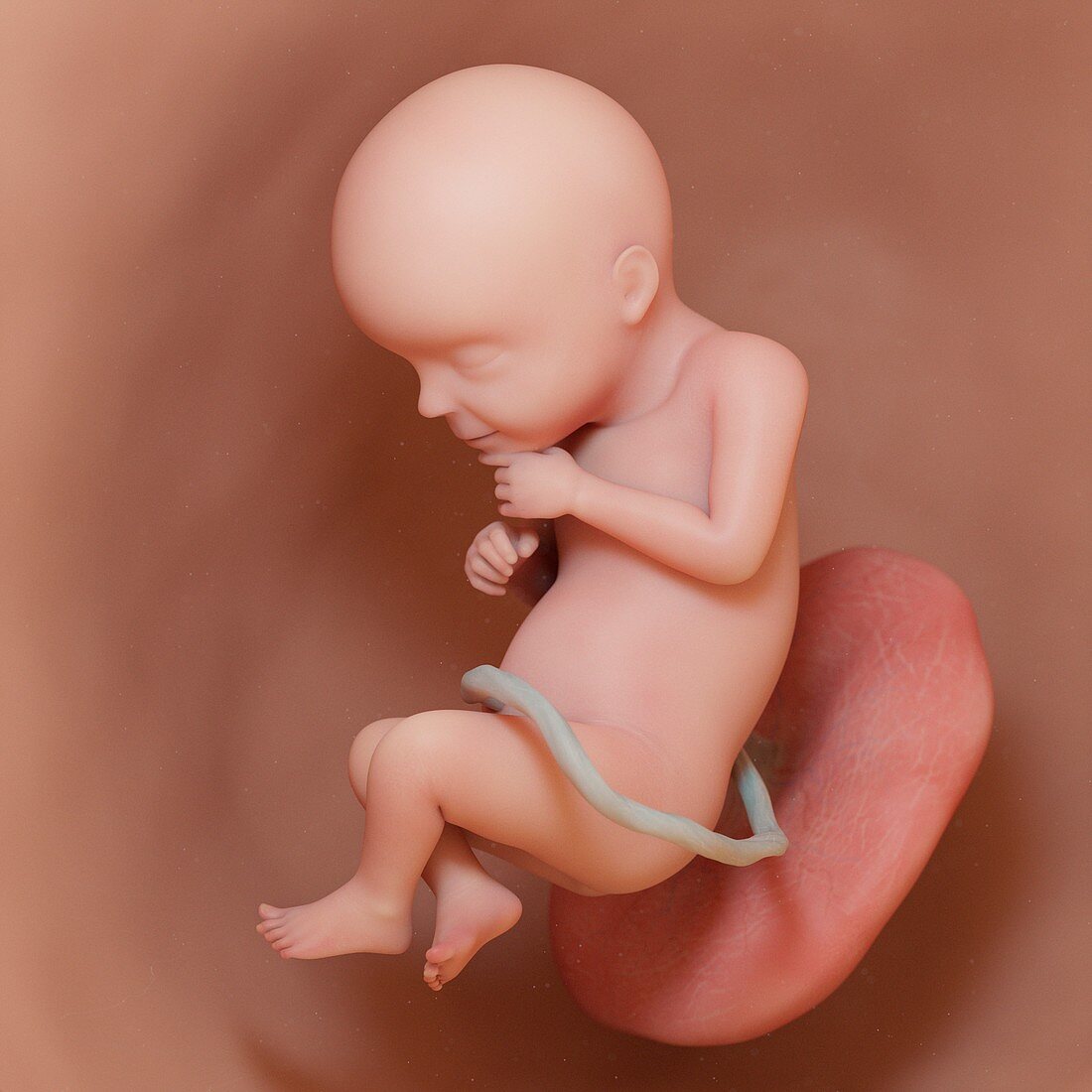 Fetus at week 28, illustration
