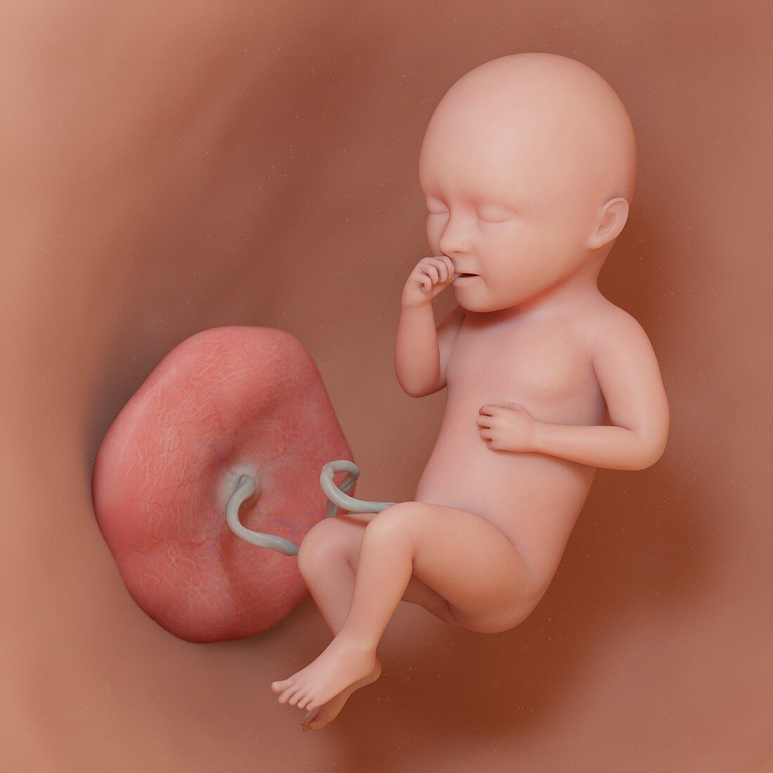 Fetus at week 34, illustration