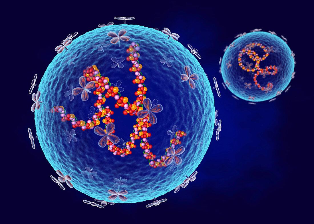 Arenavirus structure, illustration