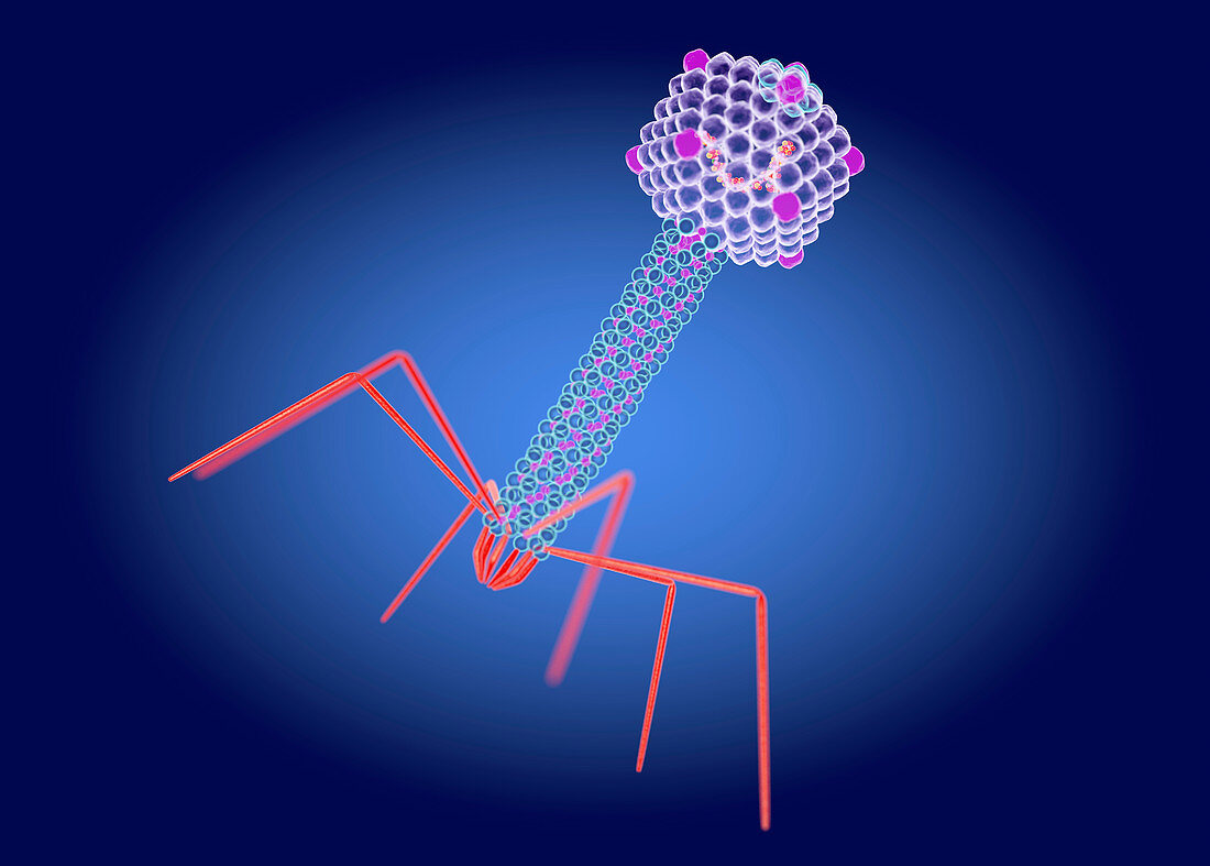 Enterobacteriaphage T4, illustration