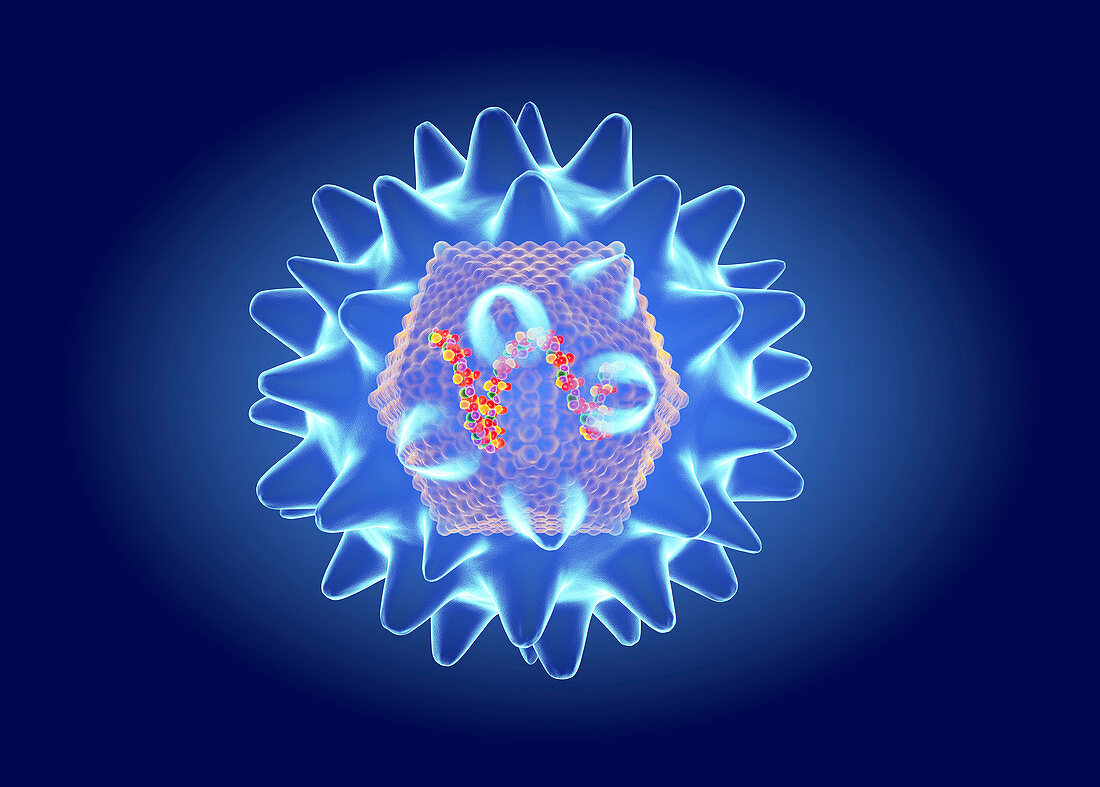 Hanta virus structure, illustration