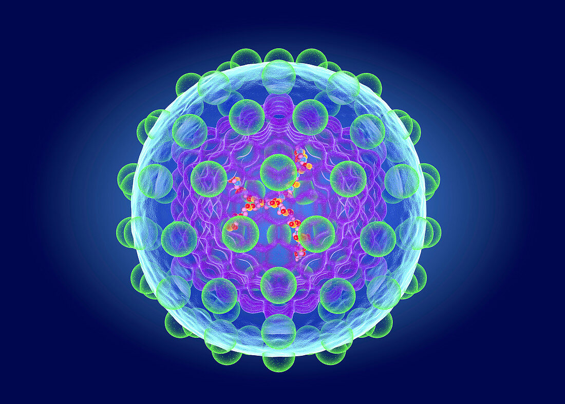 Hepatitis C virus structure, illustration