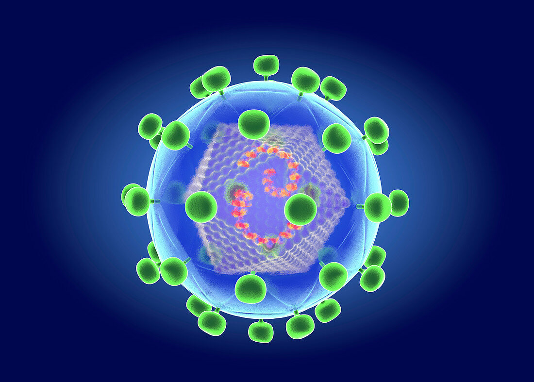 HIV structure, illustration