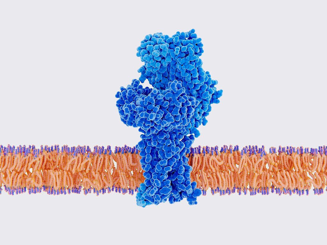 T cell receptor, illustration