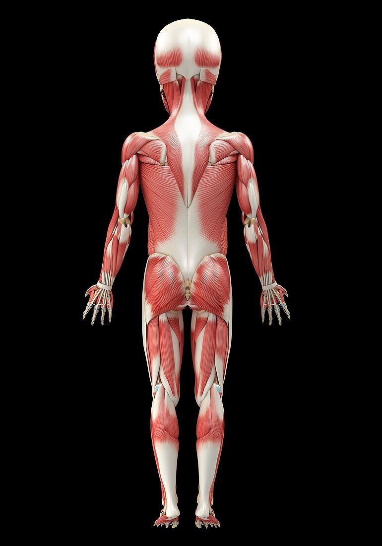 Child's muscular system, illustration