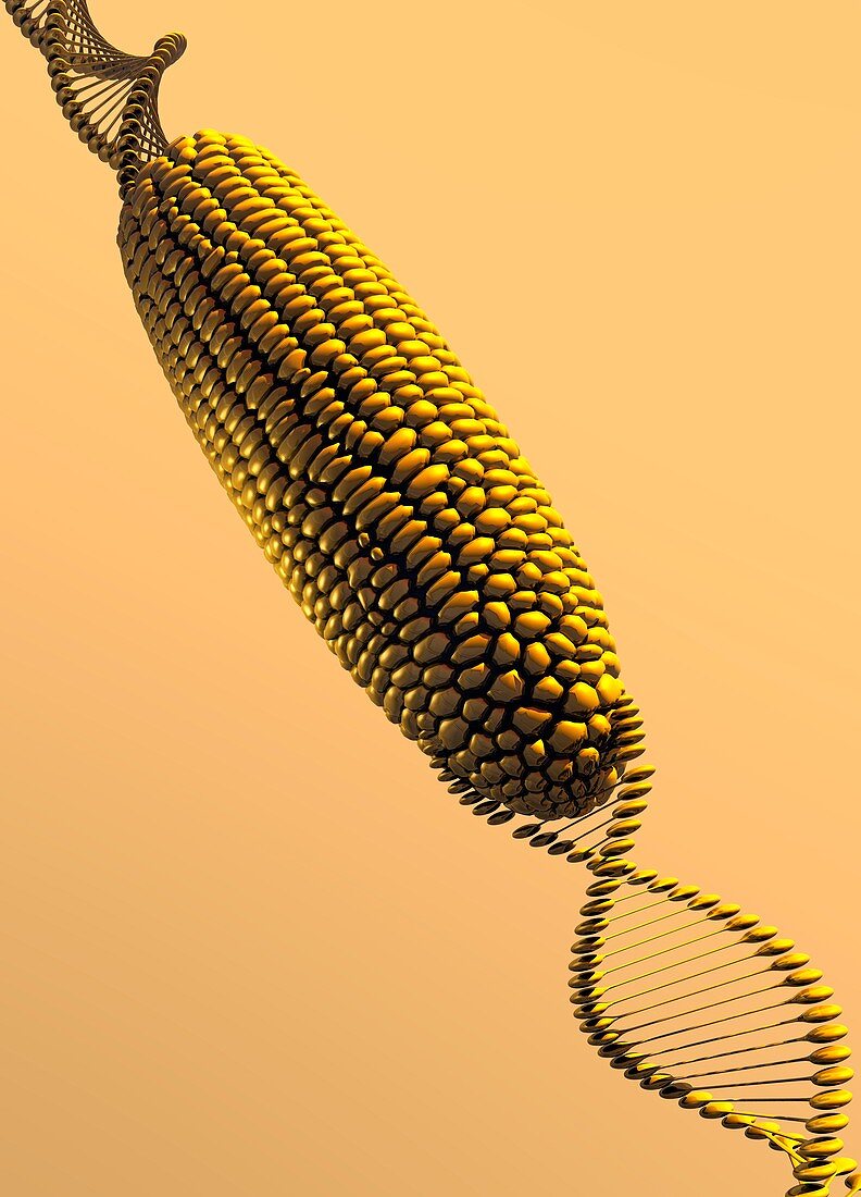 GM corn, illustration