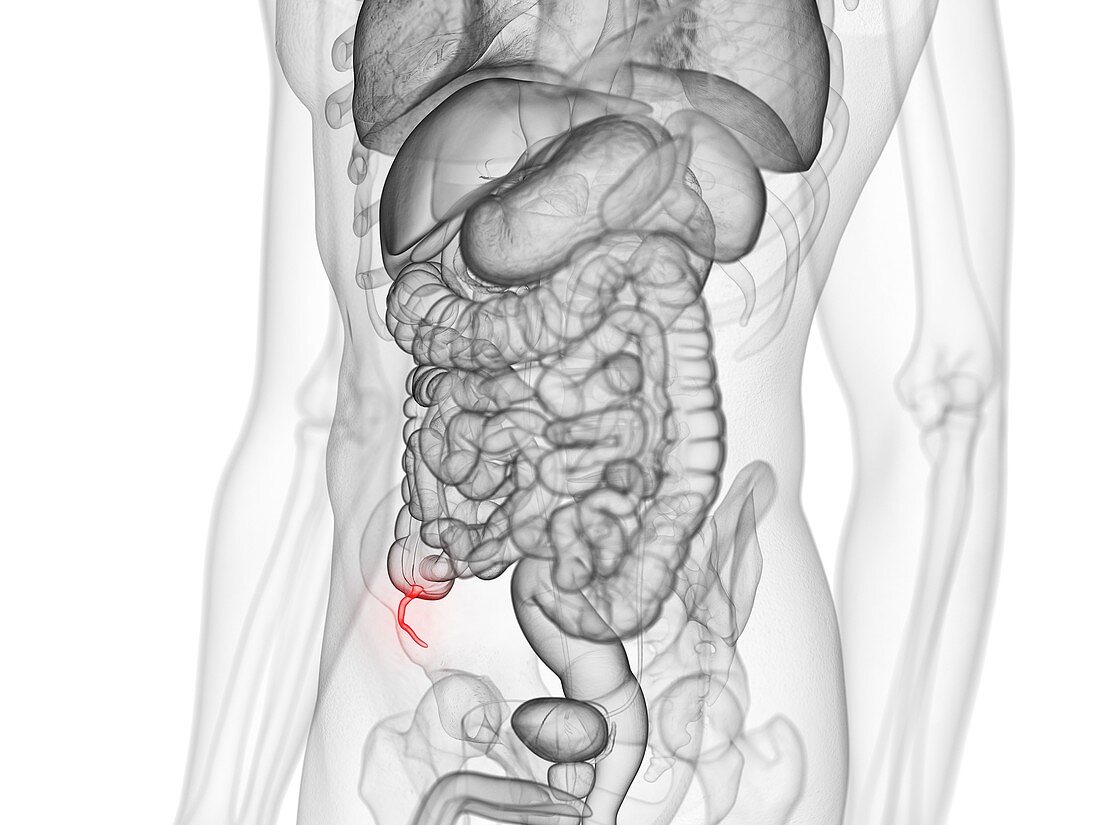 Appendix, illustration