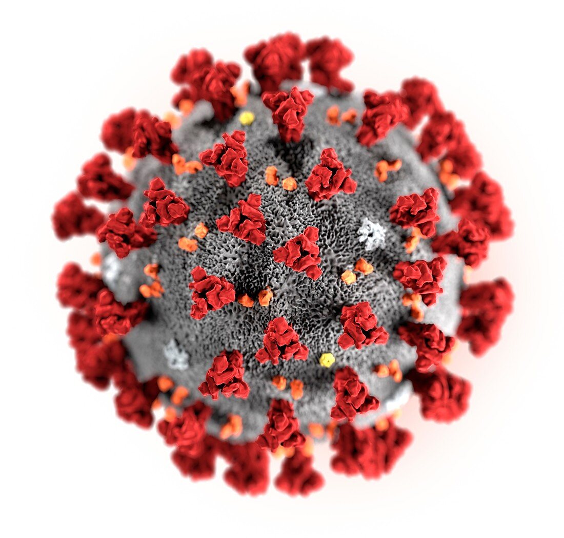 Covid-19 coronavirus particle, illustration